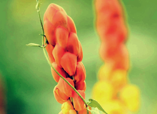 Agiolax - tinnevelly senna flower