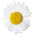 Chamiflor - chamomile flower icon
